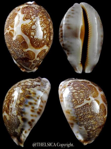 Leporicypraea mappa viridis guamensis 71 mm Gem-0
