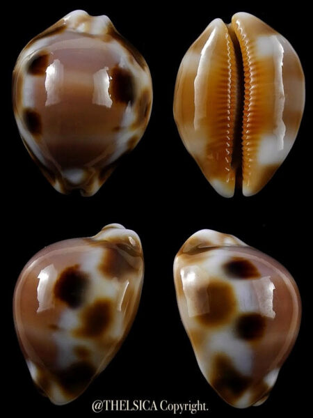 Luria tessellata 28,4 mm Gem-0