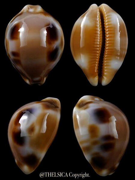 Luria tessellata 30,4 mm Gem-0