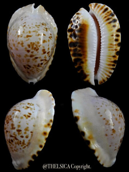 Zoila marginata bataviensis 52 mm Gem-0
