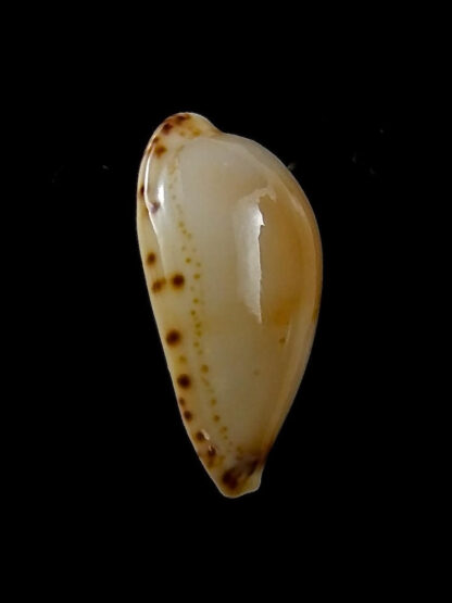 Palmulacypraea musumea 19 mm Gem-27643