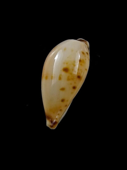 Palmulacypraea musumea 19 mm Gem-27644