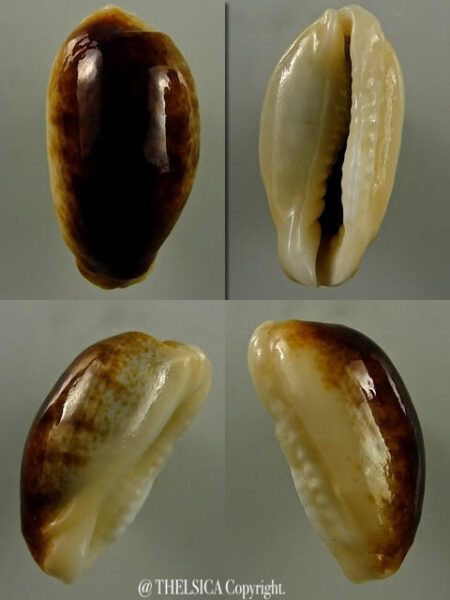 Erronea errones coxi N&R 21,4 mm Gem-0