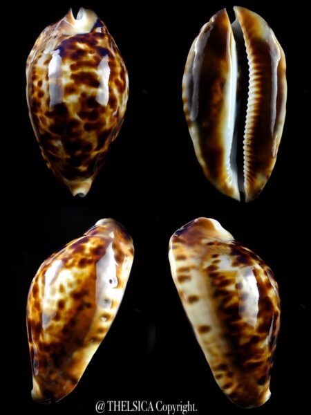 Zoila friendii ... Big size... 96,5 mm Gem-0