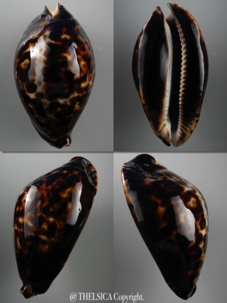 Zoila friendii friendii 89,1 mm Gem (-)-0