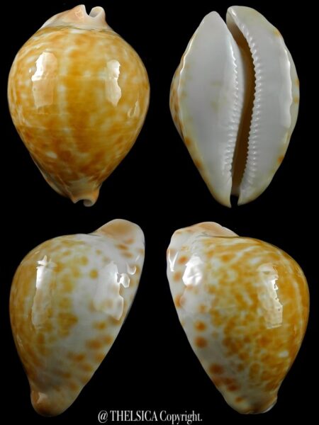 Zoila jeaniana aurata 78,6 mm Gem-0