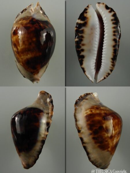 Zoila marginata consueta... Black ... 55,6 mm Gem-0
