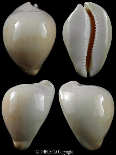 Zoila venusta bakeri 74,1 mm Gem-0