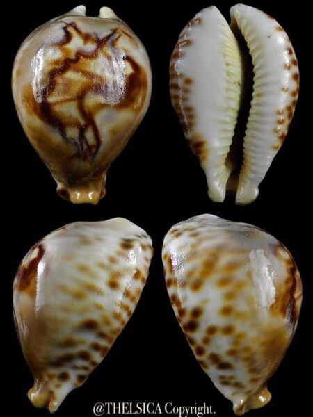 Afrozoila fultoni massieri mozambicana 72,5 mm F+++/Gem-0