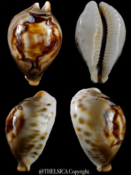 Afrozoila fultoni massieri mozambicana 73,2 mm Gem-0