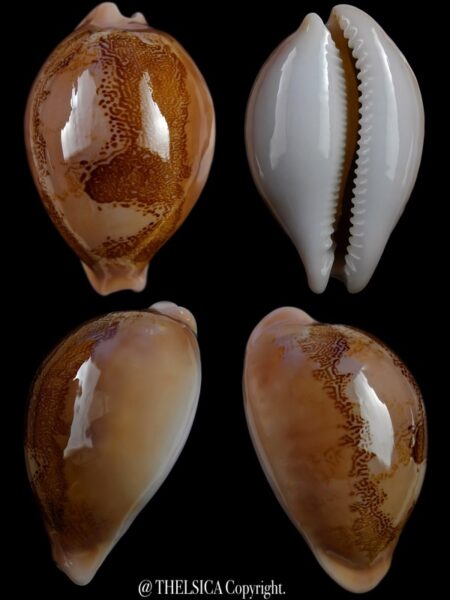 Austrasiatica sakuraii 45,1 mm GEM+++-0