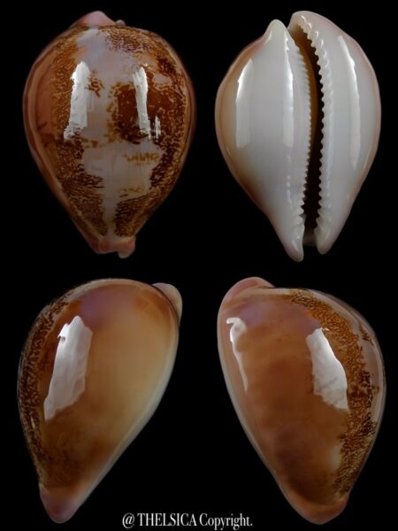 Austrasiatica sakuraii 46,4 mm GEM+++-0