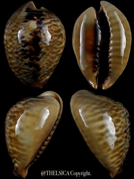 Muracypraea mus mus 46,8 mm Gem-0