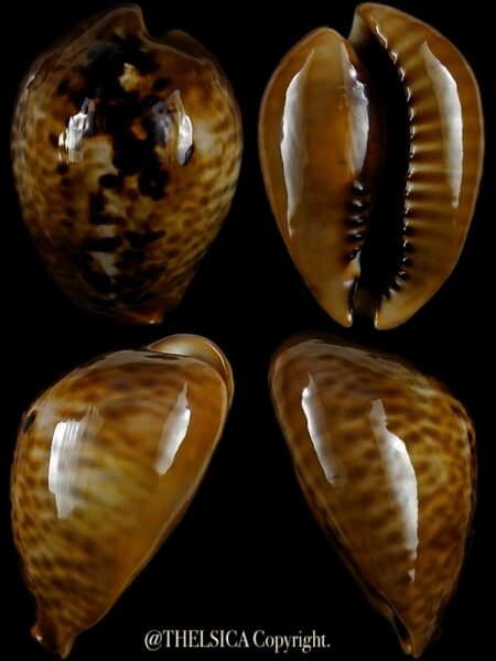 Muracypraea mus mus 47,4 mm Gem-0