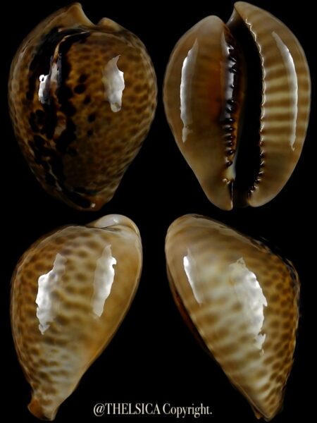 Muracypraea mus mus 48,8 mm Gem-0