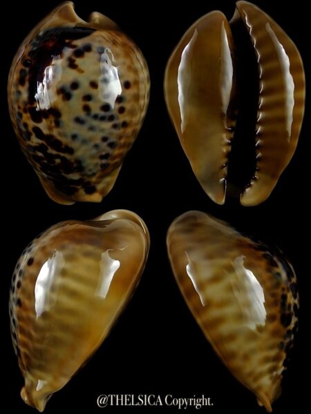 Muracypraea mus mus 47,0 mm Gem-0