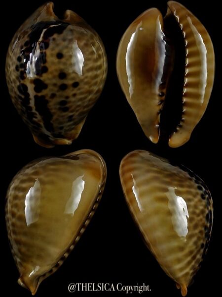 Muracypraea mus mus 45,1 mm Gem-0