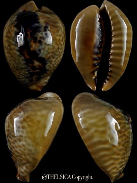 Muracypraea mus mus 49,6 mm Gem-0