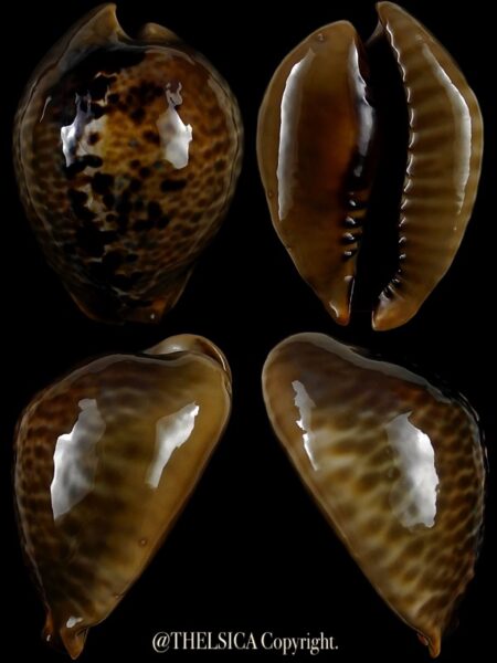 Muracypraea mus mus 50,7 mm Gem-0