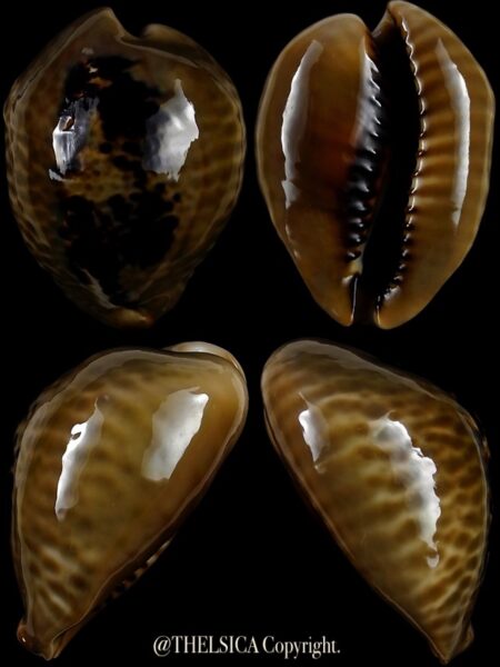 Muracypraea mus mus 47,4 mm Gem-0