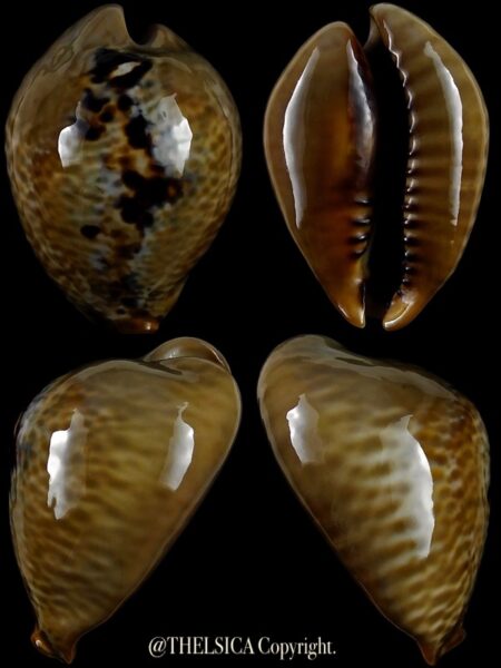 Muracypraea mus mus 49,0 mm Gem-0