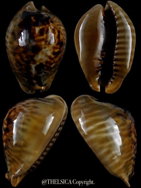 Muracypraea mus mus 50,5 mm Gem-0