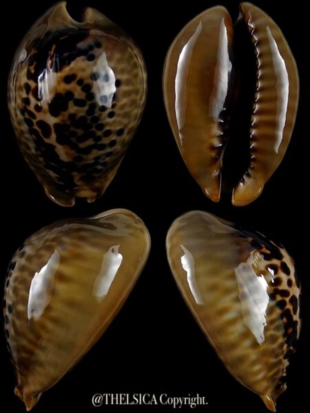 Muracypraea mus mus 44,9 mm Gem-0