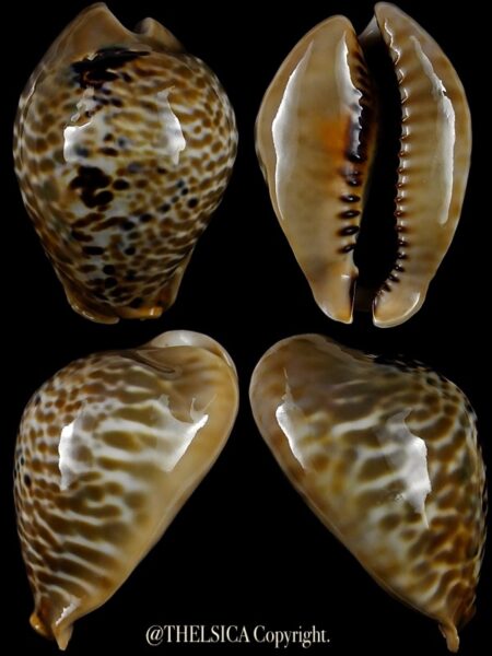 Muracypraea mus tristensis "DWARF" 45,5 mm Gem-0