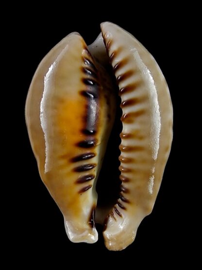 Muracypraea mus tristensis 51,8 mm Gem-28411