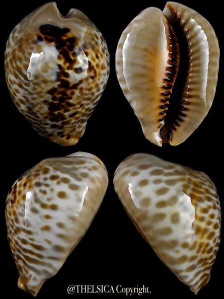 Muracypraea mus donmoorei 52,0 mm Gem-0
