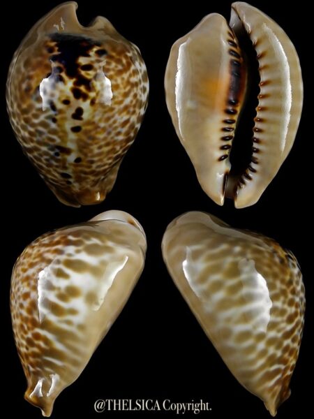 Muracypraea mus donmoorei 51,7 mm Gem-0