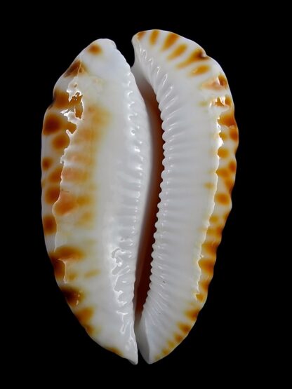 Zoila marginata bataviensis 53,7 mm Gem-28274