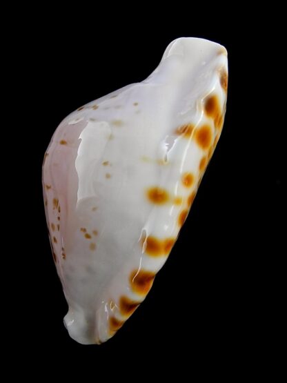 Zoila marginata bataviensis 53,7 mm Gem-28276