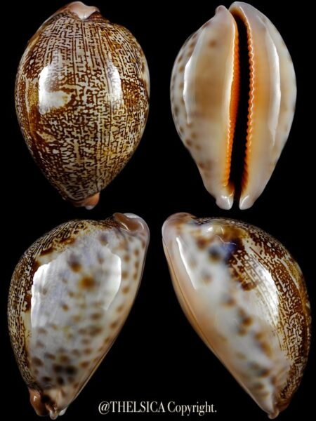 Leporicypraea mappa geographica 63,9 mm Gem-0