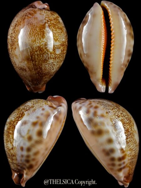 Leporicypraea mappa geographica 68,0 mm F+++/Gem-0