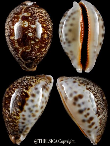 Leporicypraea mappa geographica 59,5 mm Gem-0
