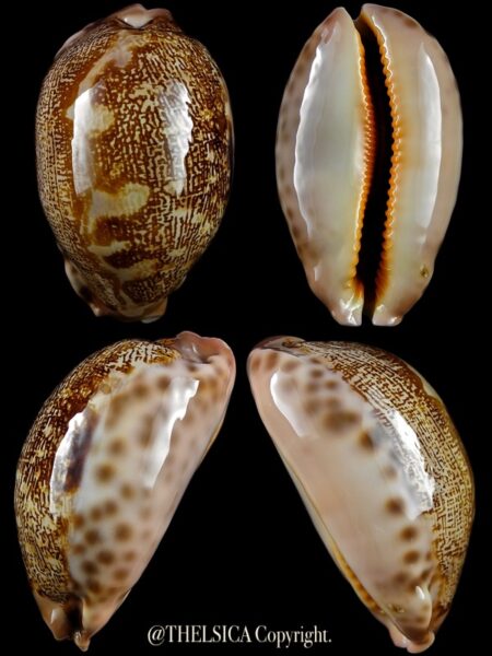 Leporicypraea mappa geographica 59,6 mm Gem-0
