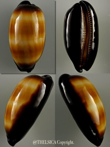 Talparia talpa 67,3 mm F+++/Gem-0