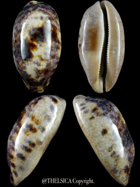 Chelycypraea testudinaria 98,9 mm Gem-0
