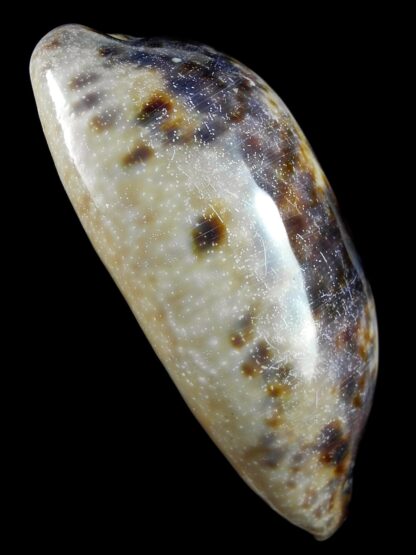 Chelycypraea testudinaria 98,9 mm Gem-28477
