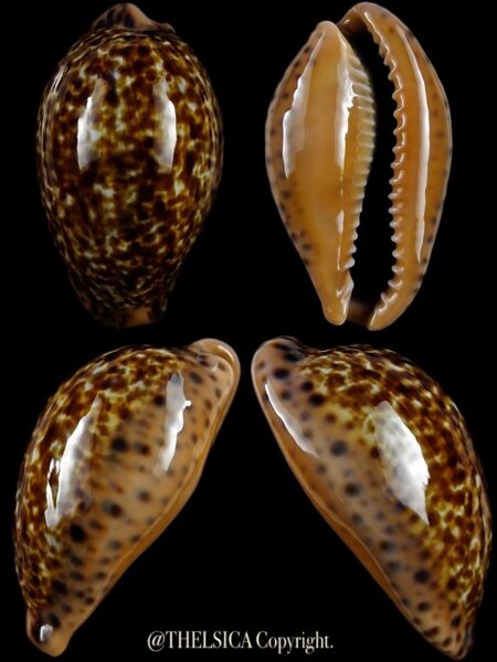 Pseudozonaria annettae annettae 36,9 mm Gem-0