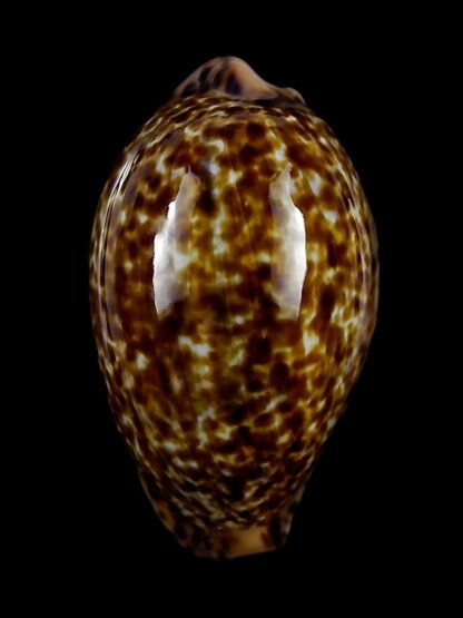 Pseudozonaria annettae annettae 36,9 mm Gem-28564