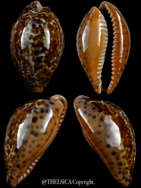 Pseudozonaria annettae annettae 35,4 mm Gem-0