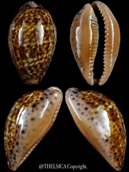 Pseudozonaria annettae annettae 38,3 mm Gem-0