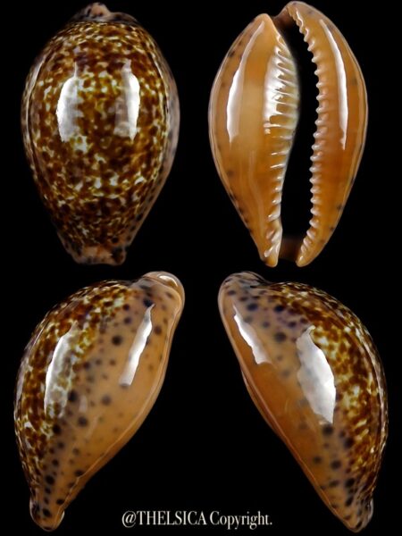 Pseudozonaria annettae annettae 35,4 mm Gem-0