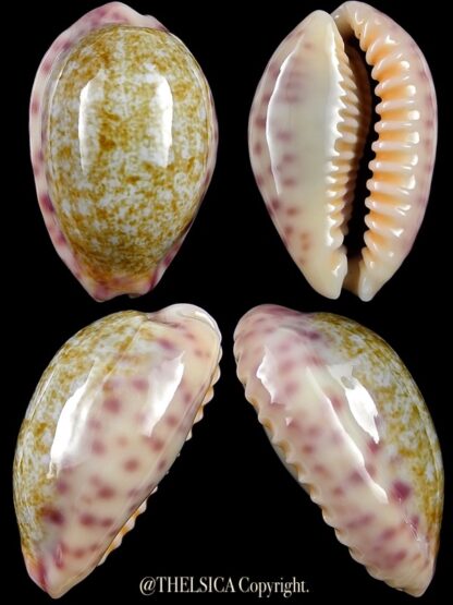 Ovaptisa chinensis violacea 32,1 mm Gem-0