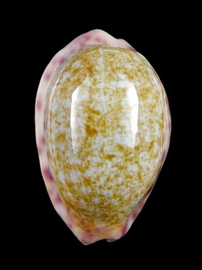Ovaptisa chinensis violacea 32,1 mm Gem-28605