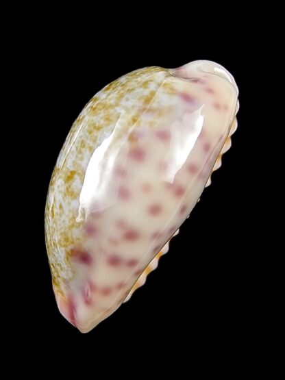 Ovaptisa chinensis violacea 32,1 mm Gem-28607