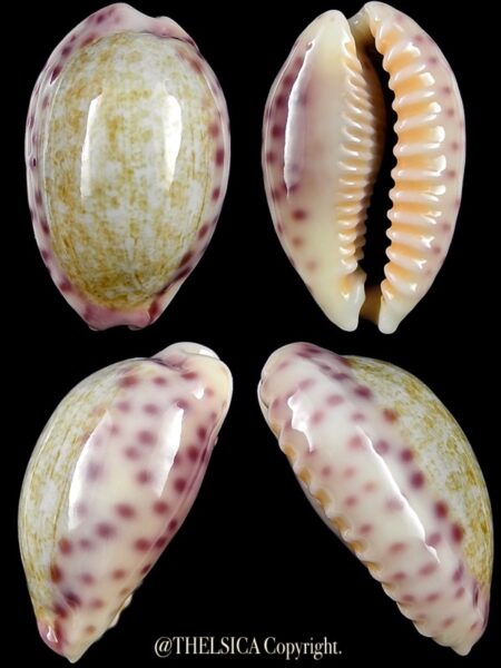 Ovaptisa chinensis violacea 29,5 mm Gem-0