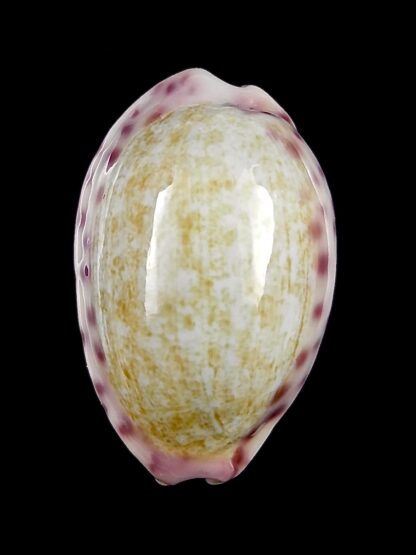 Ovaptisa chinensis violacea 29,5 mm Gem-28614